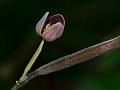 Dark-Purple Bowl-Flower